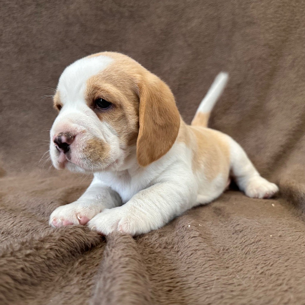 Des Hauteurs Du Mesnil - Chiots disponibles - Beagle