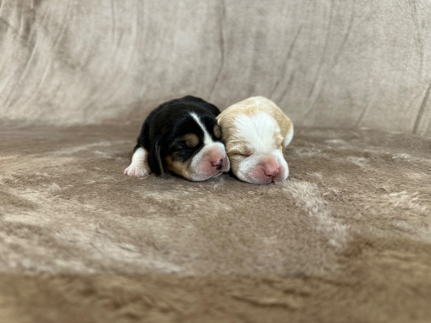 Des Hauteurs Du Mesnil - Beagle - Portée née le 24/11/2025