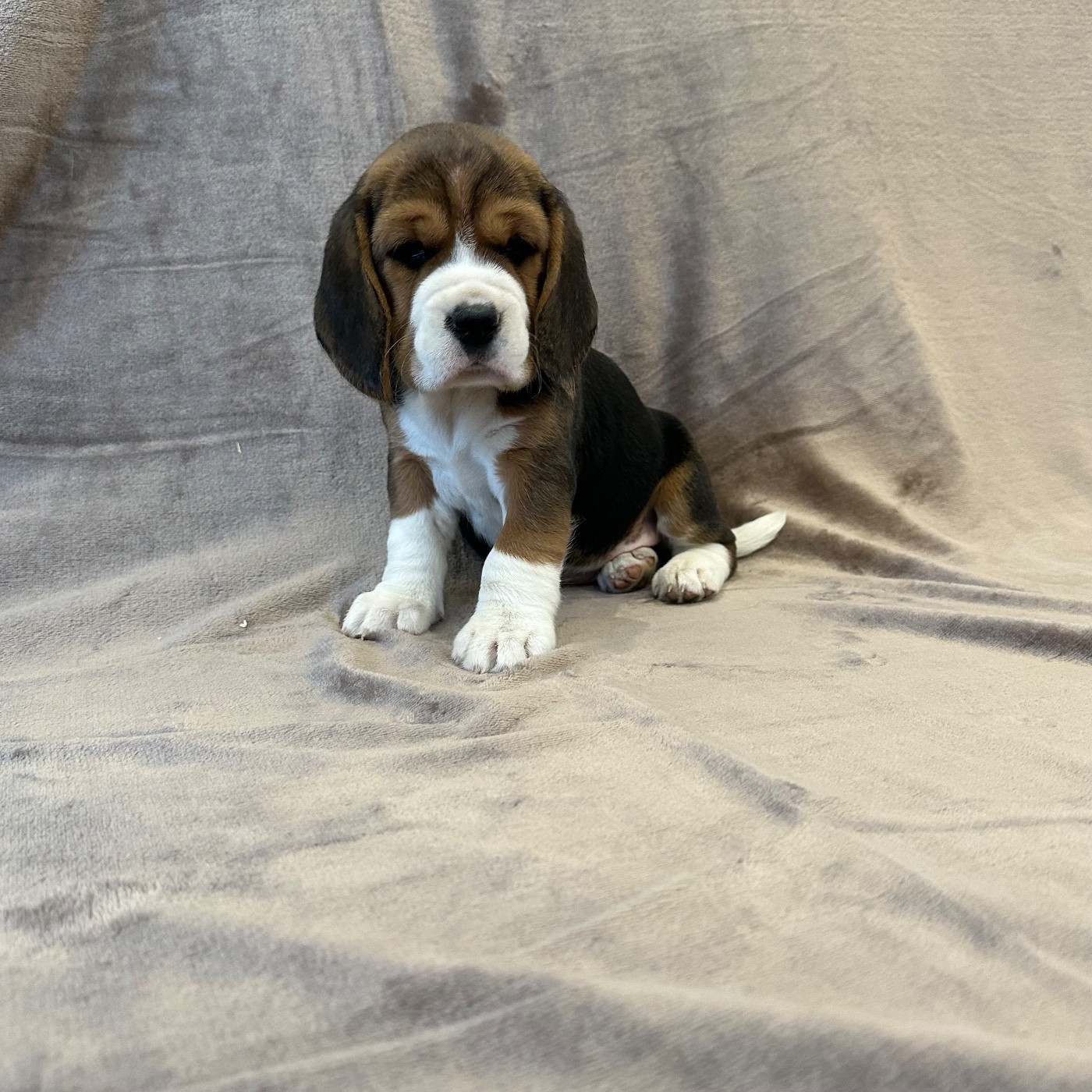 Des Hauteurs Du Mesnil - Chiots disponibles - Beagle