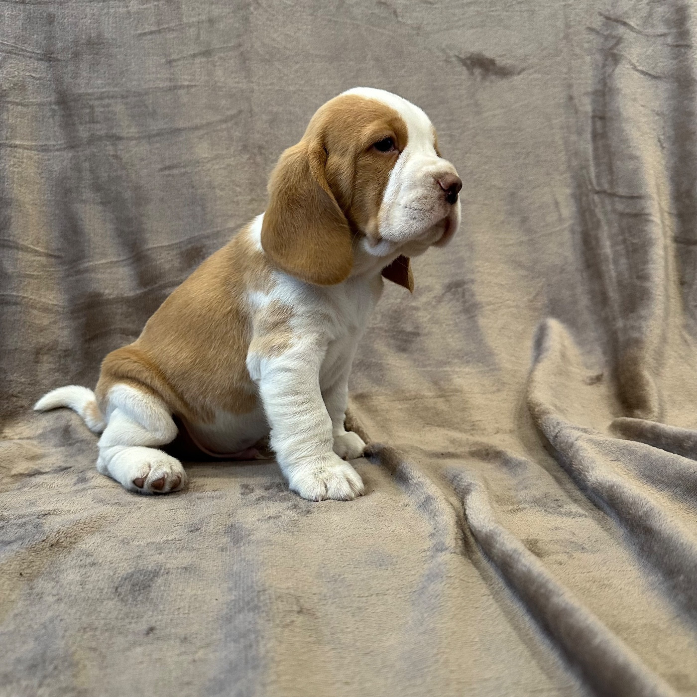 Des Hauteurs Du Mesnil - Chiots disponibles - Beagle