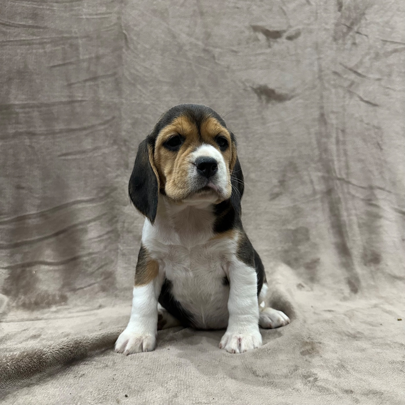 Des Hauteurs Du Mesnil - Chiots disponibles - Beagle