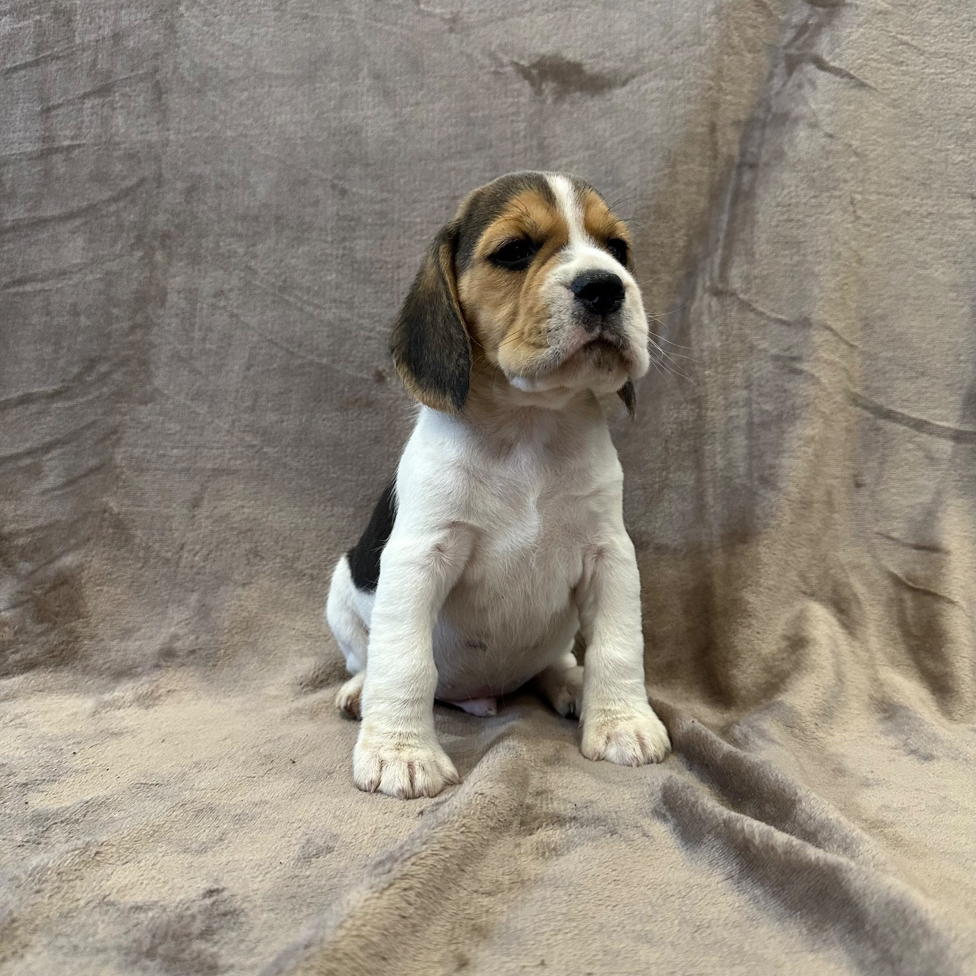 Des Hauteurs Du Mesnil - Chiots disponibles - Beagle