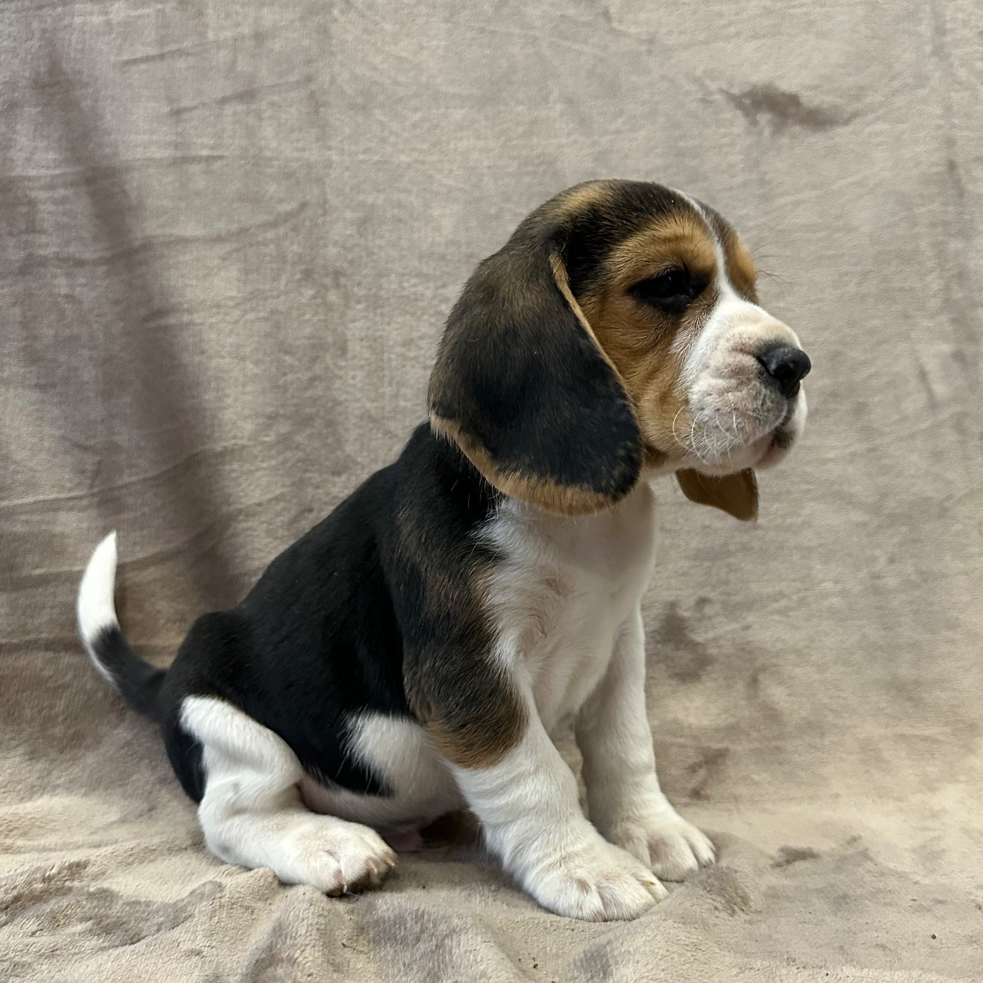 Des Hauteurs Du Mesnil - Chiots disponibles - Beagle