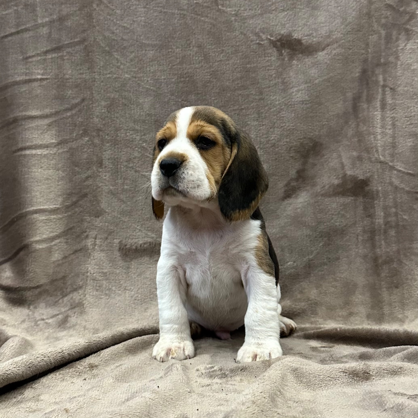 Des Hauteurs Du Mesnil - Chiots disponibles - Beagle