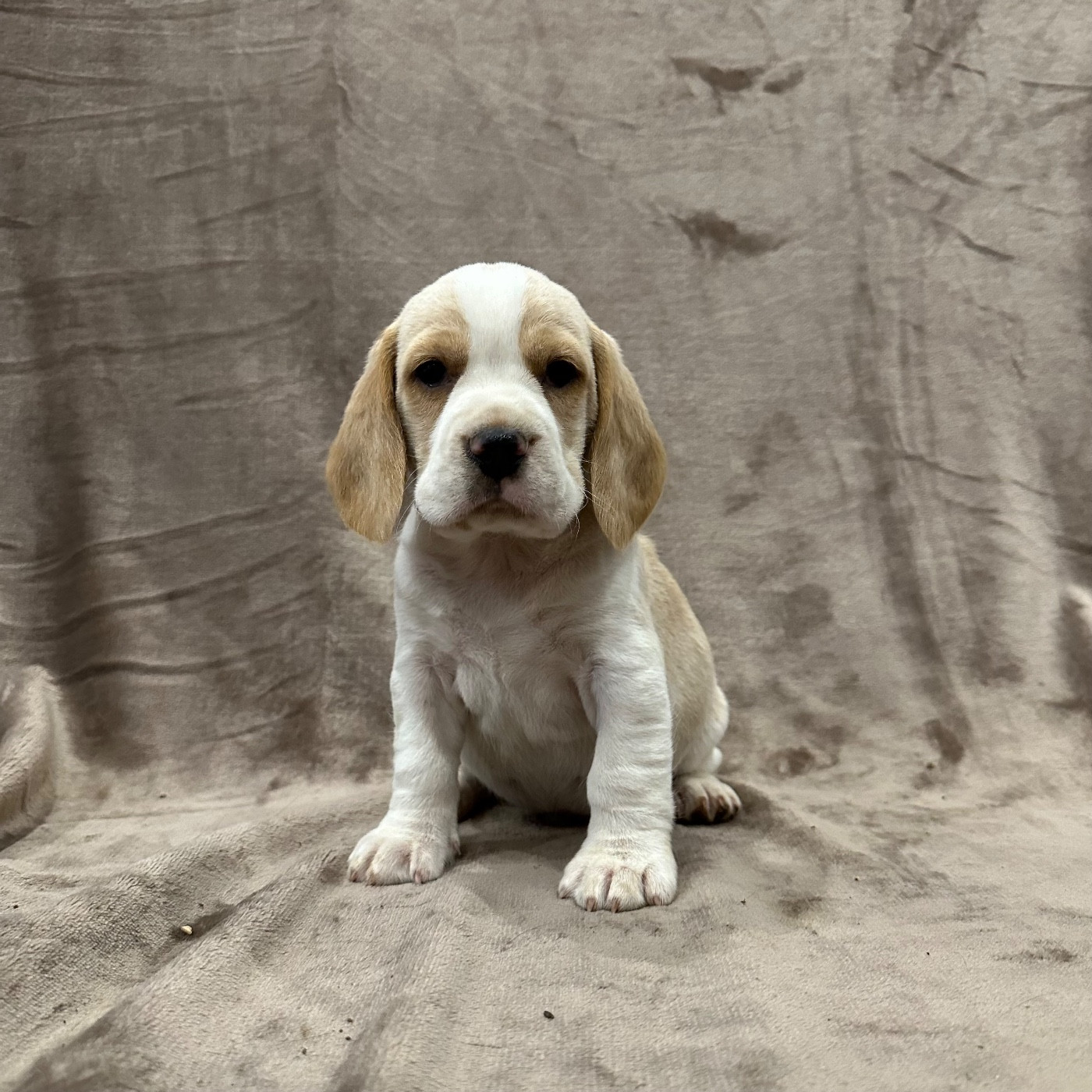 Des Hauteurs Du Mesnil - Chiots disponibles - Beagle