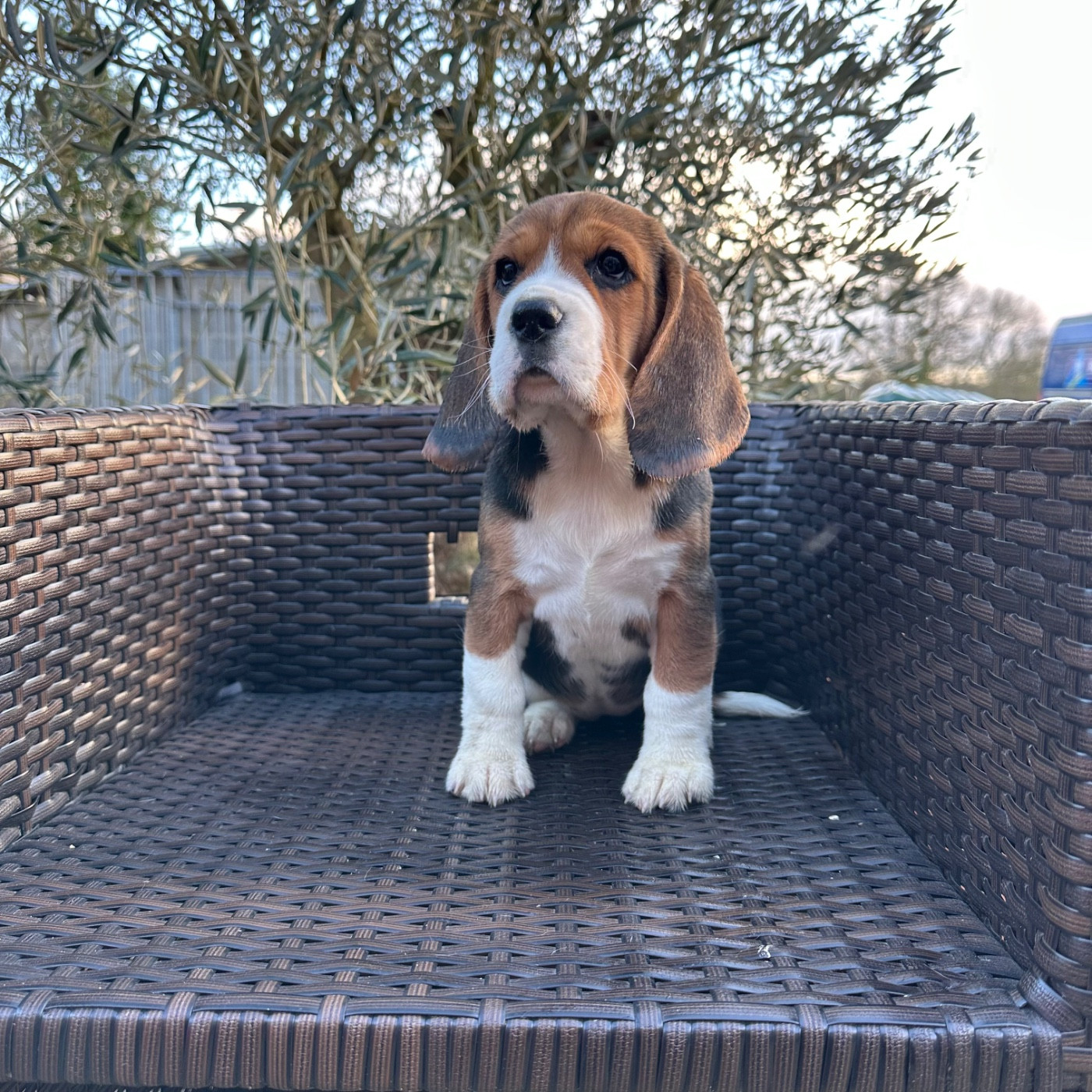 Des Hauteurs Du Mesnil - Chiots disponibles - Beagle