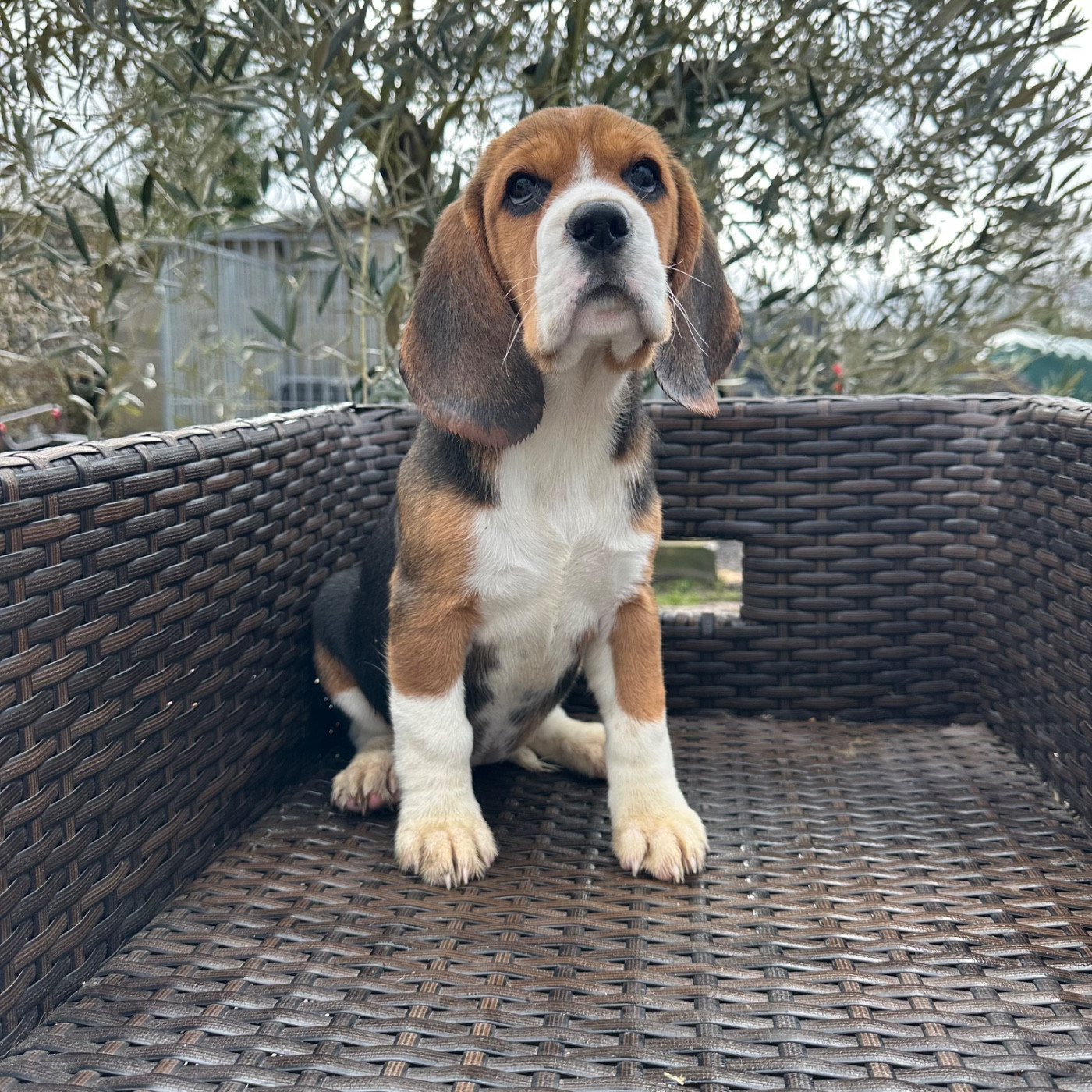 Des Hauteurs Du Mesnil - Beagle - Portée née le 24/11/2025