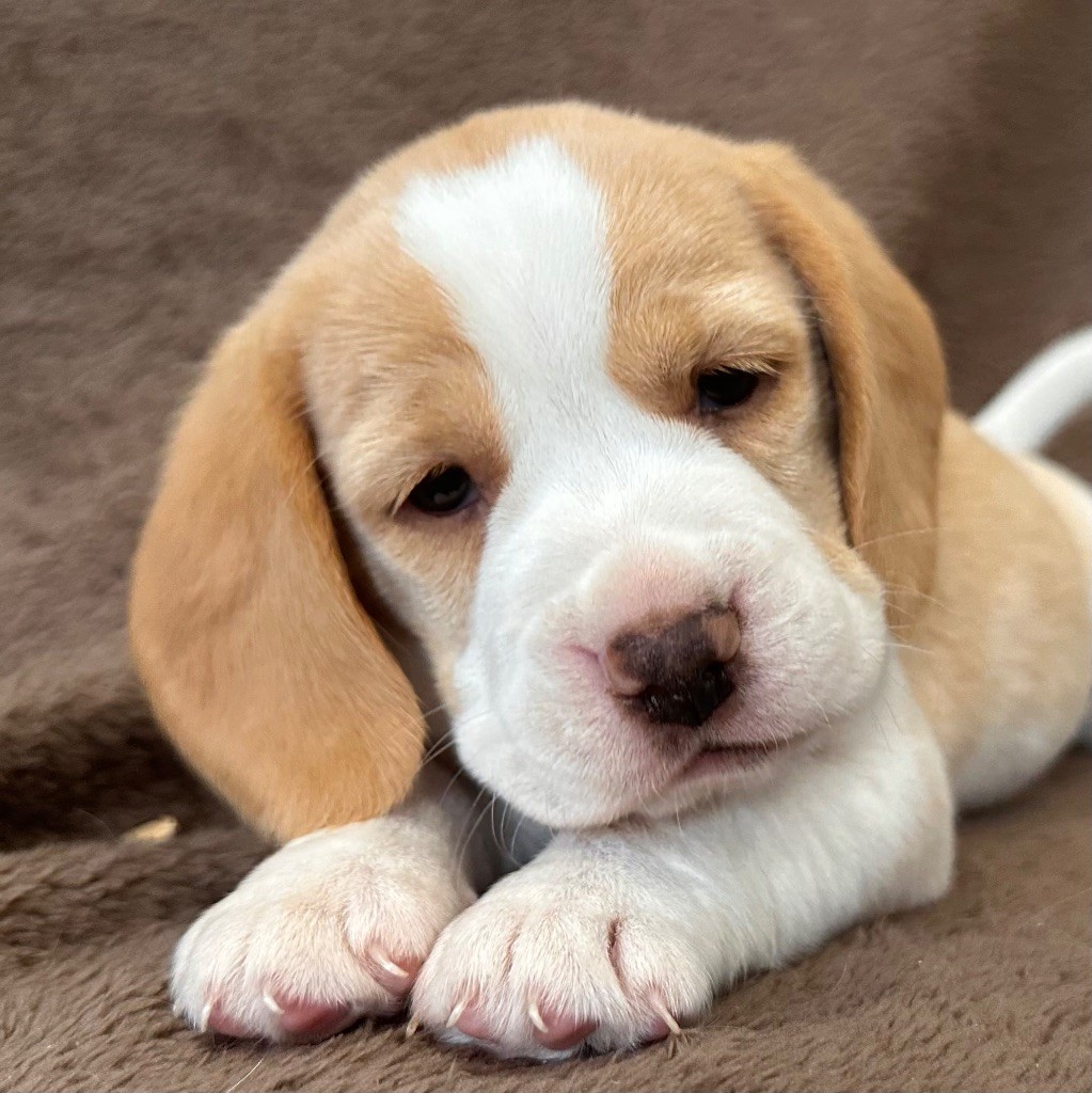 Des Hauteurs Du Mesnil - Chiots disponibles - Beagle