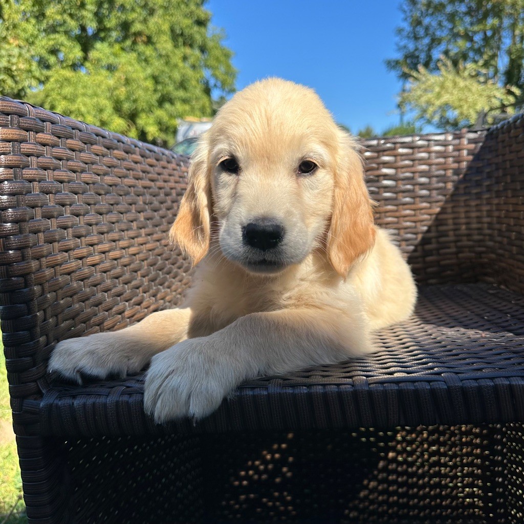 Des Hauteurs Du Mesnil - Chiots disponibles - Golden Retriever
