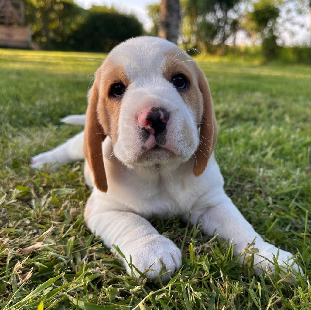 Des Hauteurs Du Mesnil - Chiots disponibles - Beagle