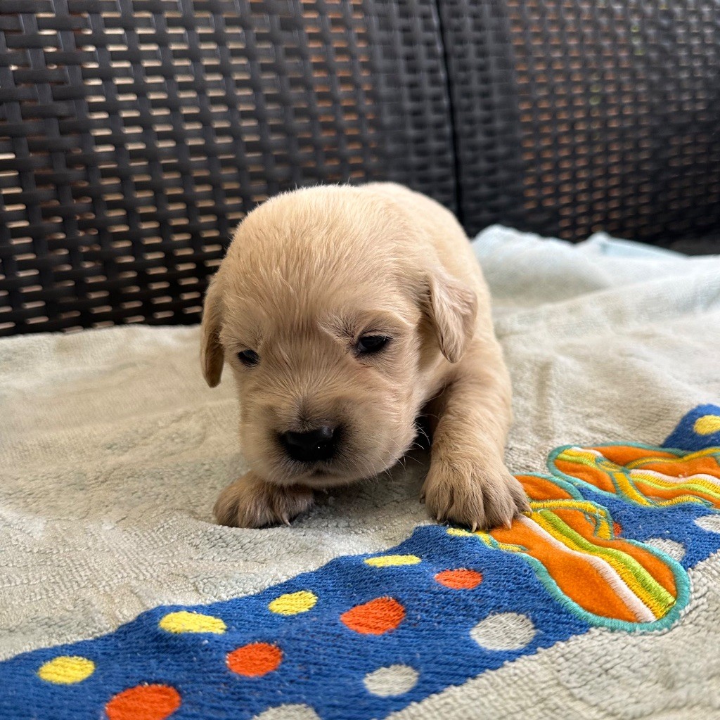Des Hauteurs Du Mesnil - Chiots disponibles - Golden Retriever