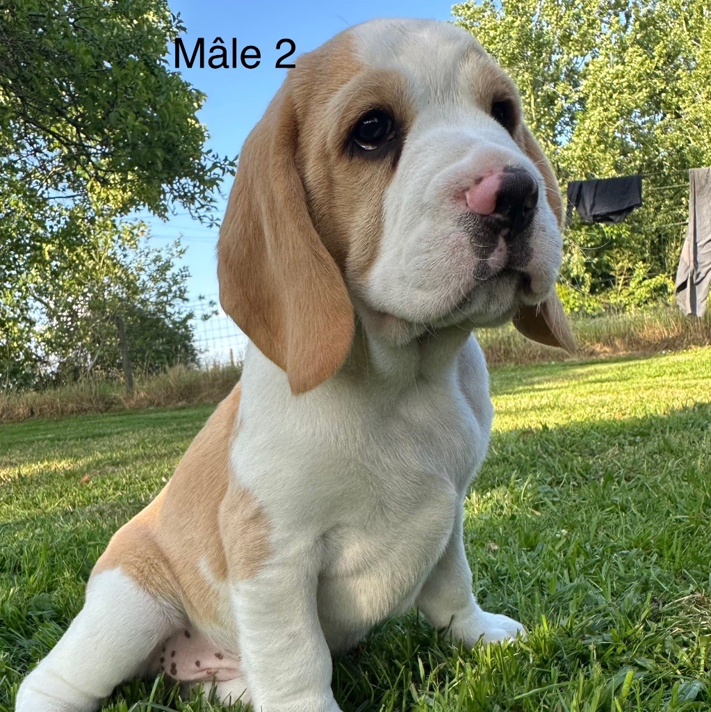 Des Hauteurs Du Mesnil - Chiots disponibles - Beagle