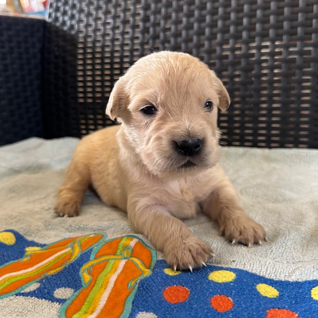 Des Hauteurs Du Mesnil - Chiots disponibles - Golden Retriever
