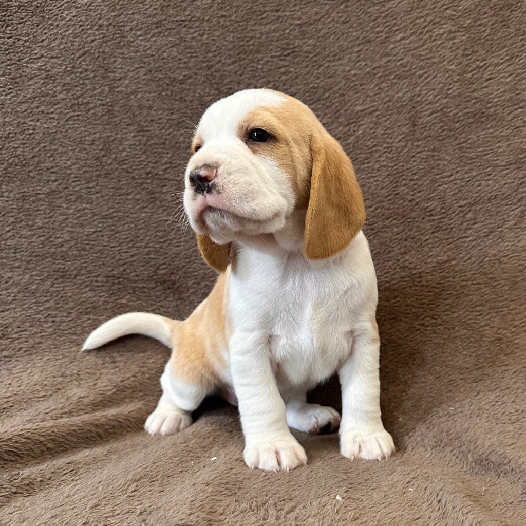 Des Hauteurs Du Mesnil - Chiots disponibles - Beagle