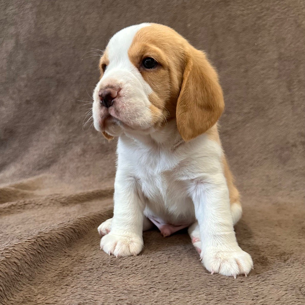 Des Hauteurs Du Mesnil - Chiots disponibles - Beagle