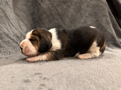 CHIOT 1