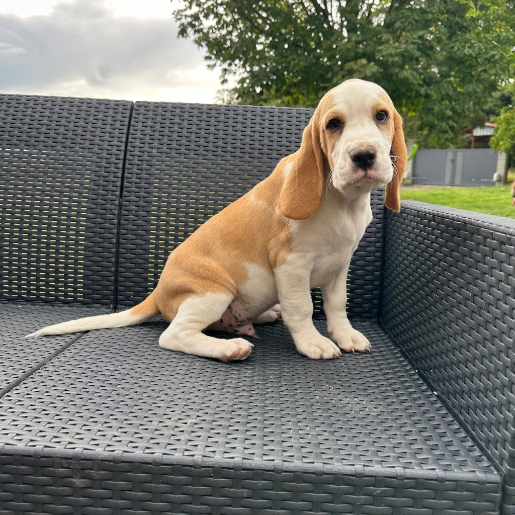 Des Hauteurs Du Mesnil - Chiots disponibles - Beagle