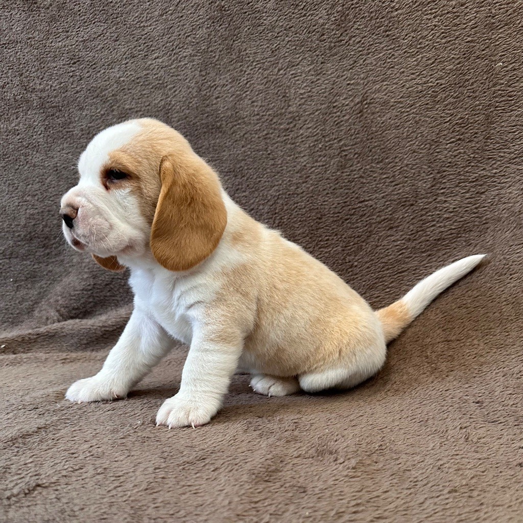Des Hauteurs Du Mesnil - Chiots disponibles - Beagle