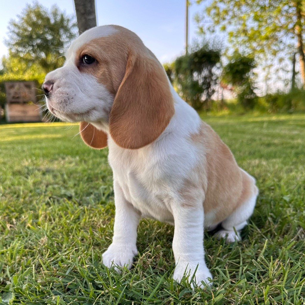 Des Hauteurs Du Mesnil - Chiots disponibles - Beagle