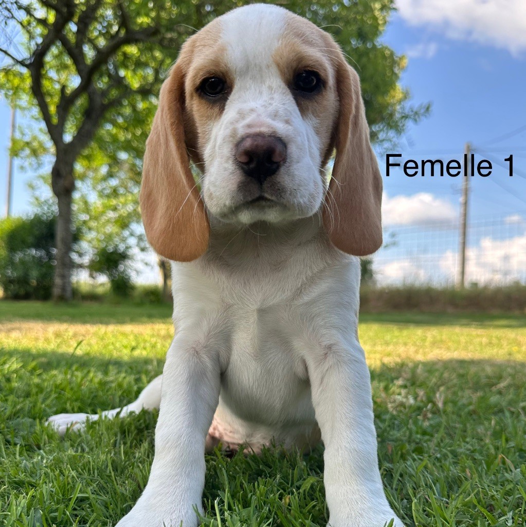 Des Hauteurs Du Mesnil - Chiots disponibles - Beagle
