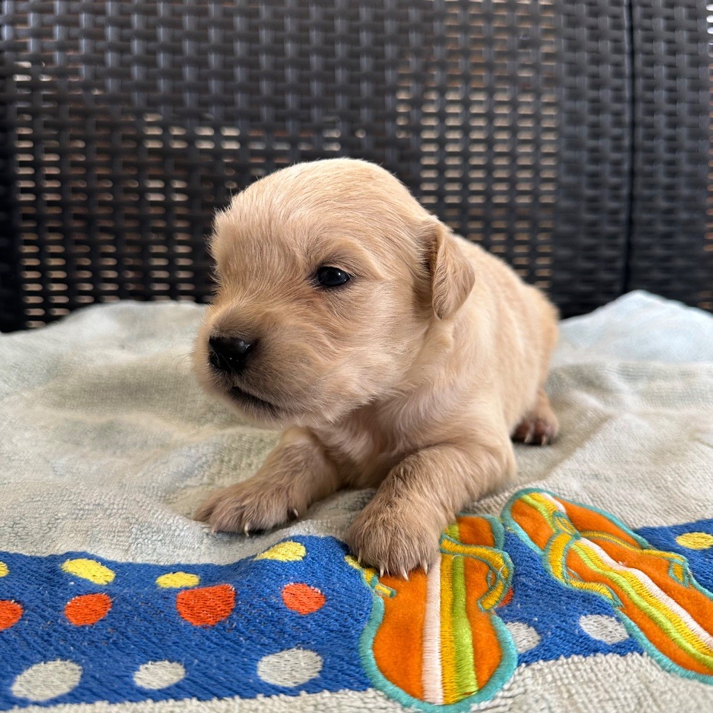 Des Hauteurs Du Mesnil - Chiots disponibles - Golden Retriever