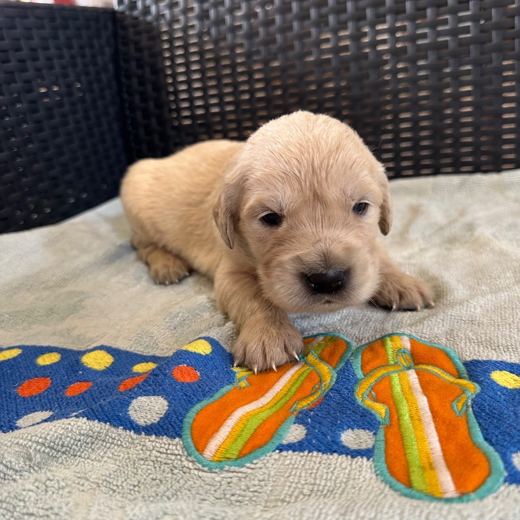 Des Hauteurs Du Mesnil - Chiots disponibles - Golden Retriever